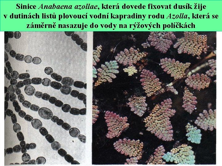 Sinice Anabaena azollae, která dovede fixovat dusík žije v dutinách listů plovoucí vodní kapradiny
