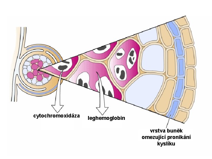 cytochromoxidáza leghemoglobin vrstva buněk omezující pronikání kyslíku 