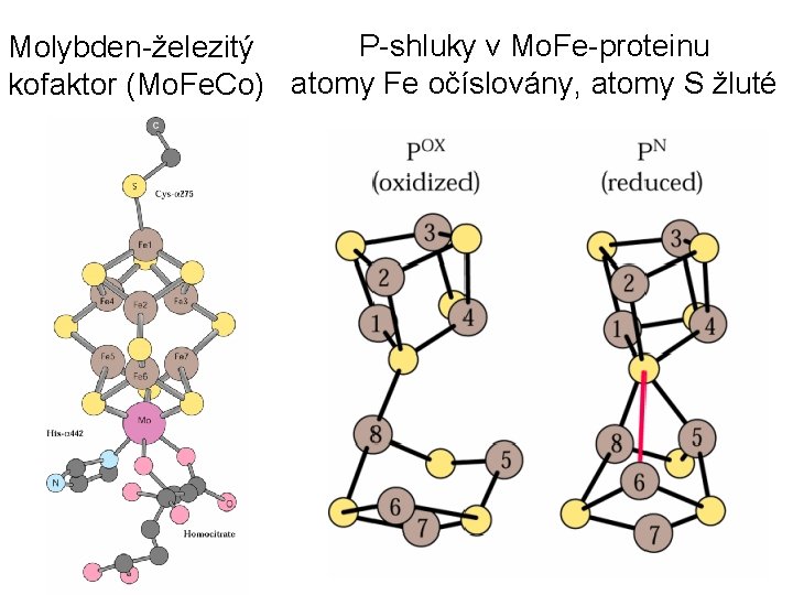 P-shluky v Mo. Fe-proteinu Molybden-železitý kofaktor (Mo. Fe. Co) atomy Fe očíslovány, atomy S