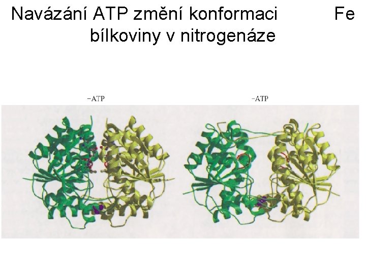 Navázání ATP změní konformaci bílkoviny v nitrogenáze Fe 