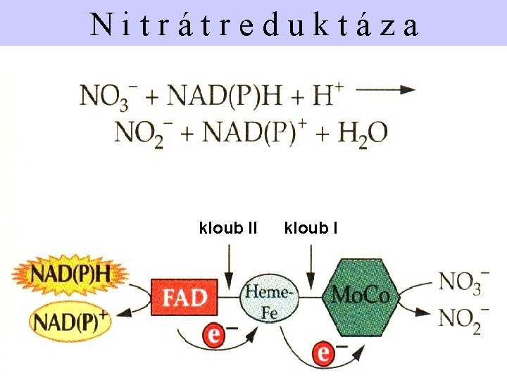 Nitrátreduktáza kloub II kloub I 