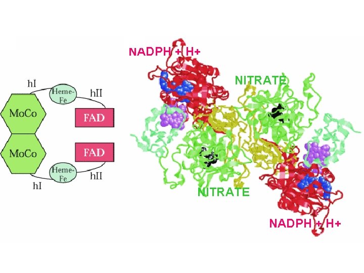 NADPH + H+ FAD NITRATE Mo. Co HEME Mo. Co NITRATE FAD NADPH +