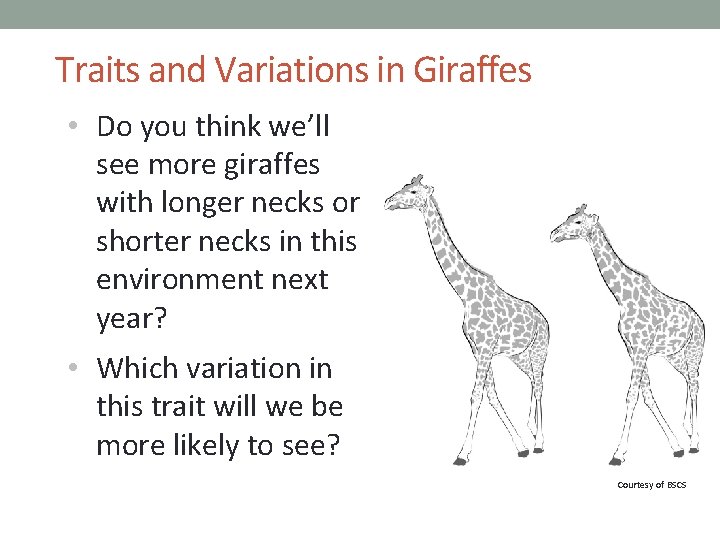Traits and Variations in Giraffes • Do you think we’ll see more giraffes with