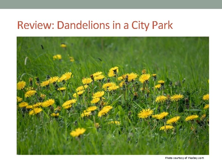 Review: Dandelions in a City Park Photo courtesy of Pixabay. com 