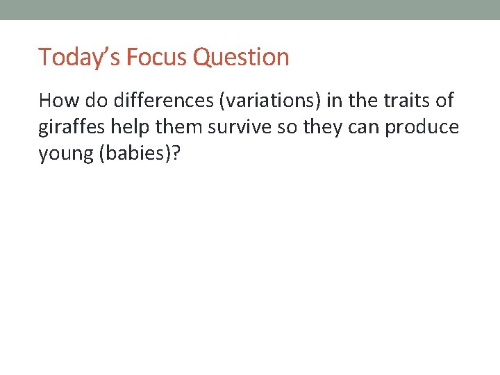 Today’s Focus Question How do differences (variations) in the traits of giraffes help them