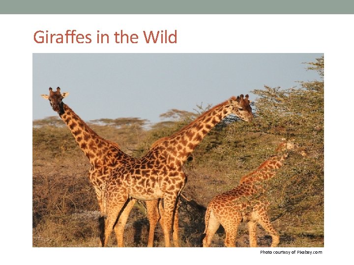 Giraffes in the Wild Photo courtesy of Pixabay. com 