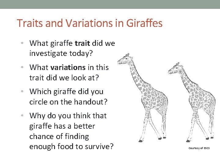 Traits and Variations in Giraffes • What giraffe trait did we investigate today? •
