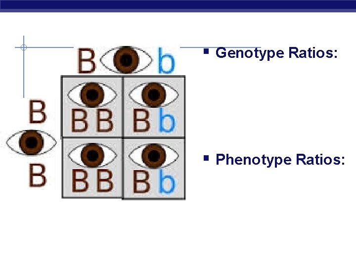 § Genotype Ratios: § Phenotype Ratios: 