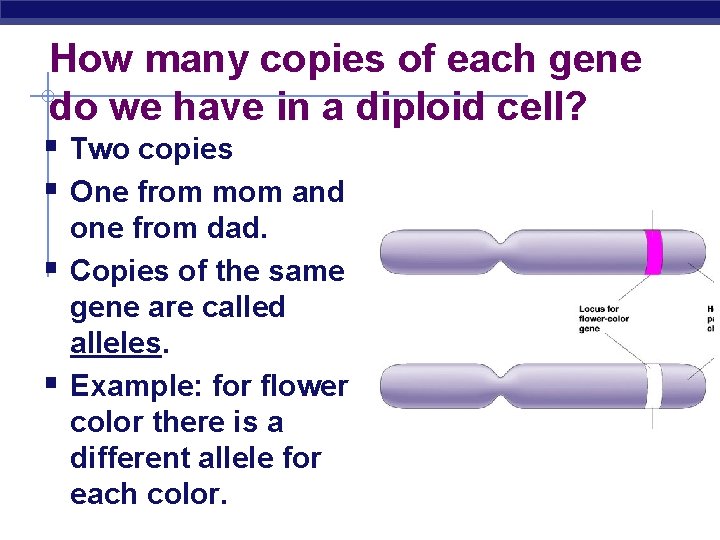 How many copies of each gene do we have in a diploid cell? §