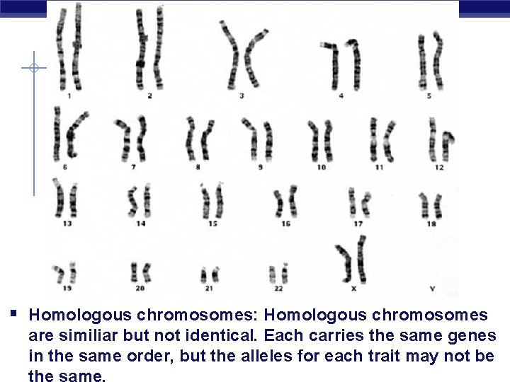 § Homologous chromosomes: Homologous chromosomes are similiar but not identical. Each carries the same