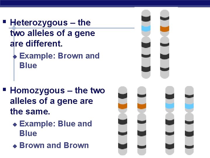 § Heterozygous – the two alleles of a gene are different. u Example: Brown