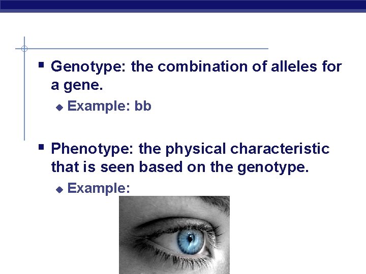 § Genotype: the combination of alleles for a gene. u Example: bb § Phenotype: