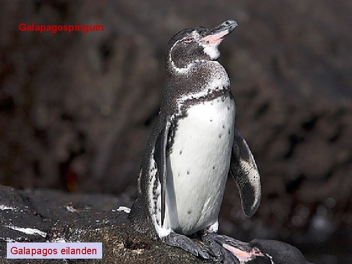 Galapagospinguin Galapagos eilanden 