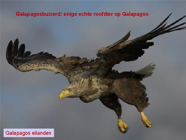 Galapagosbuizerd: enige echte roofdier op Galapagos eilanden 