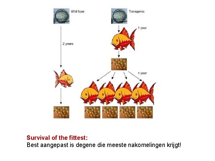 Survival of the fittest: Best aangepast is degene die meeste nakomelingen krijgt! 