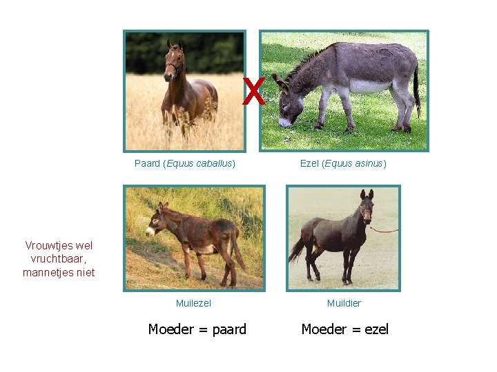 X Paard (Equus caballus) Ezel (Equus asinus) Vrouwtjes wel vruchtbaar, mannetjes niet Muilezel Moeder