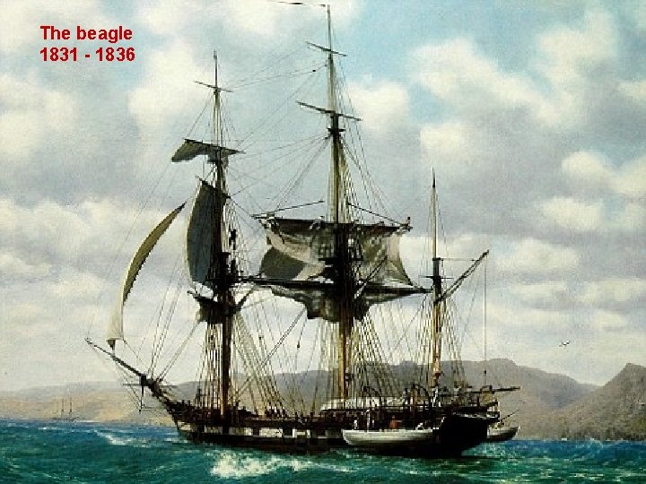 The beagle 1831 - 1836 