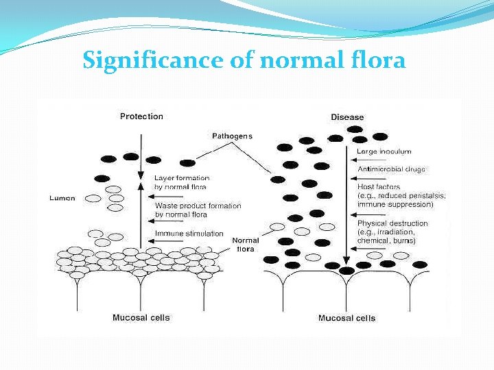 Significance of normal flora 