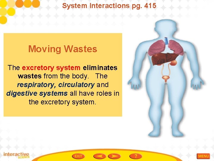 System Interactions pg. 415 Moving Wastes The excretory system eliminates wastes from the body.