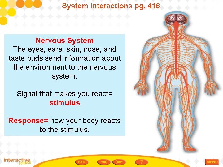 System Interactions pg. 416 Nervous System The eyes, ears, skin, nose, and taste buds