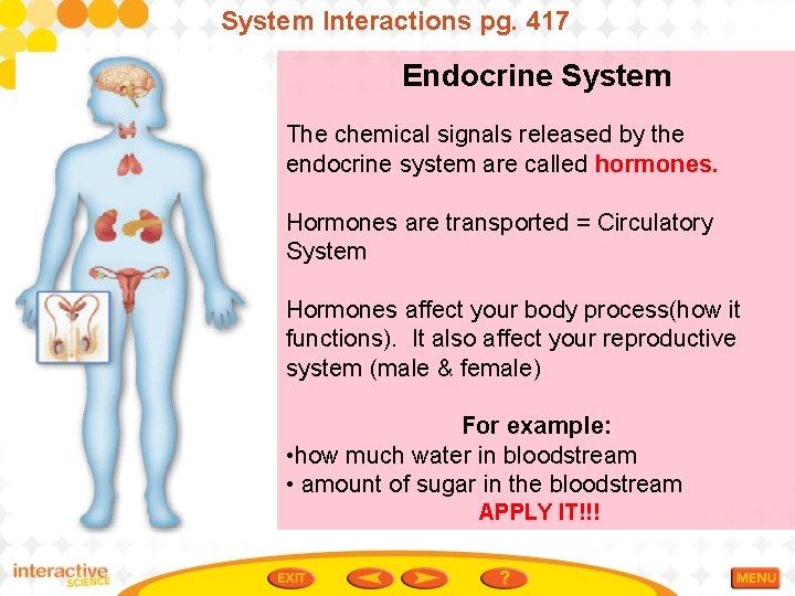 System Interactions pg. 417 Endocrine System The chemical signals released by the endocrine system