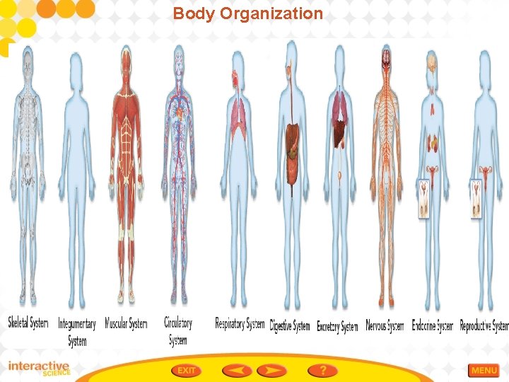 Body Organization 
