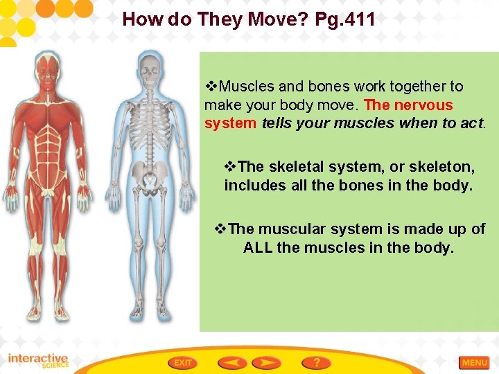 How do They Move? Pg. 411 v. Muscles and bones work together to make