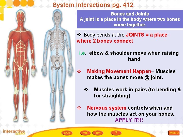 System Interactions pg. 412 Bones and Joints A joint is a place in the
