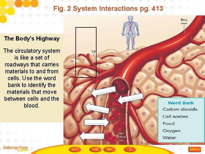 Fig. 2 System Interactions pg. 413 The Body’s Highway The circulatory system is like
