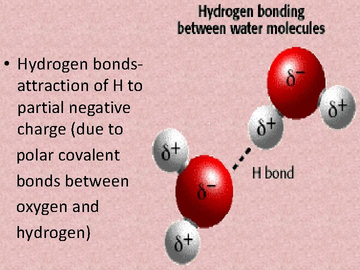  • Hydrogen bondsattraction of H to partial negative charge (due to polar covalent