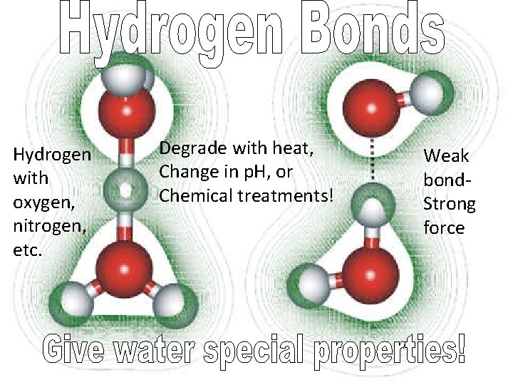 Hydrogen with oxygen, nitrogen, etc. Degrade with heat, Change in p. H, or Chemical