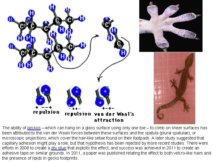 The ability of geckos – which can hang on a glass surface using only