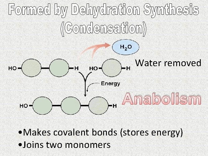 Water removed Anabolism • Makes covalent bonds (stores energy) • Joins two monomers 