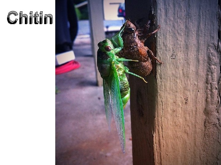 Chitin 