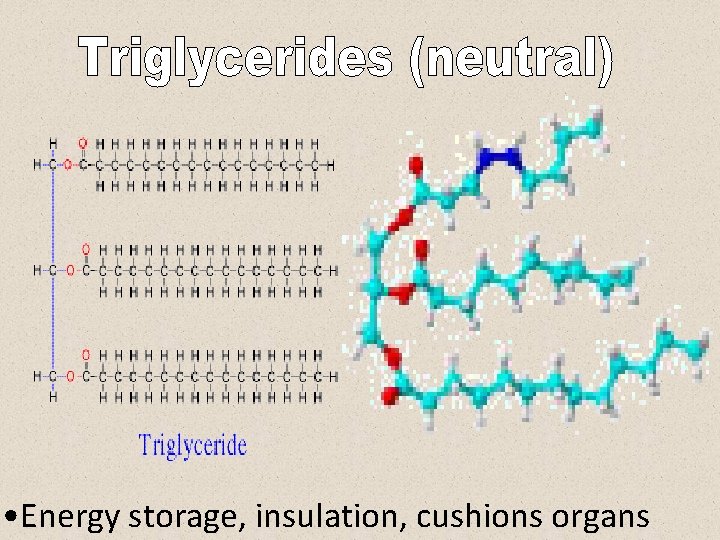  • Energy storage, insulation, cushions organs 