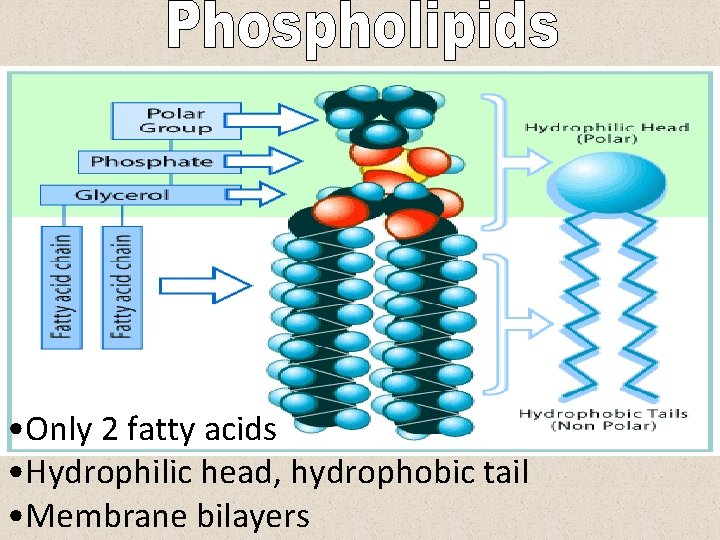  • Only 2 fatty acids • Hydrophilic head, hydrophobic tail • Membrane bilayers
