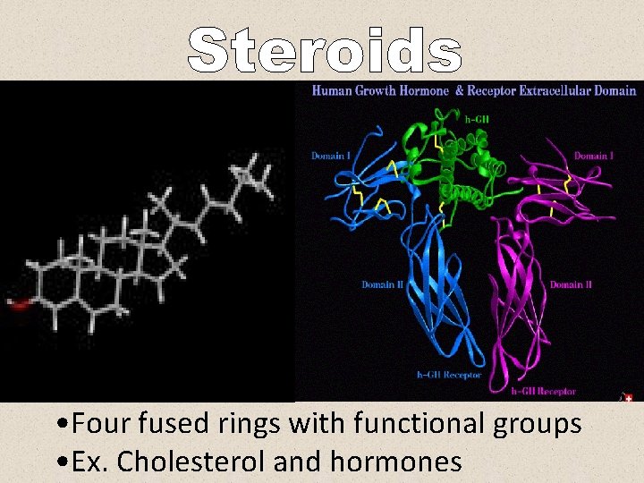  • Four fused rings with functional groups • Ex. Cholesterol and hormones 