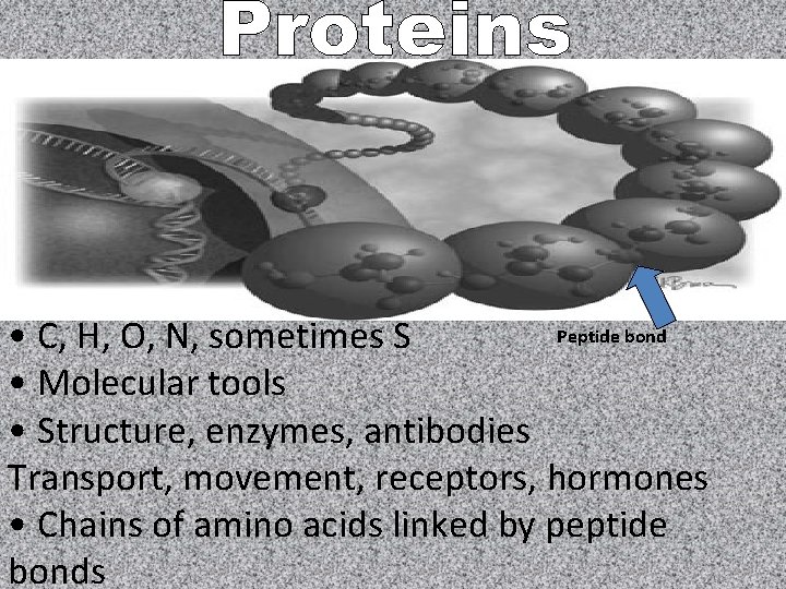 Peptide bond • C, H, O, N, sometimes S • Molecular tools • Structure,