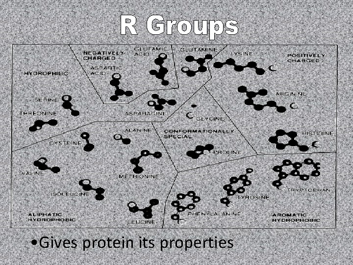  • Gives protein its properties 