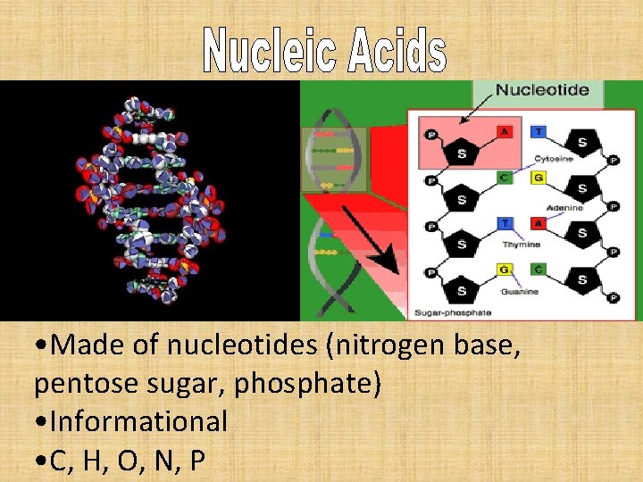  • Made of nucleotides (nitrogen base, pentose sugar, phosphate) • Informational • C,