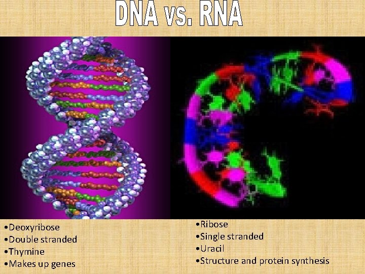  • Deoxyribose • Double stranded • Thymine • Makes up genes • Ribose