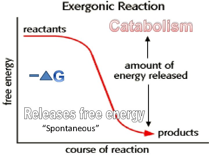 Catabolism “Spontaneous” 