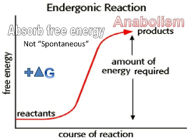Anabolism Not “Spontaneous” 