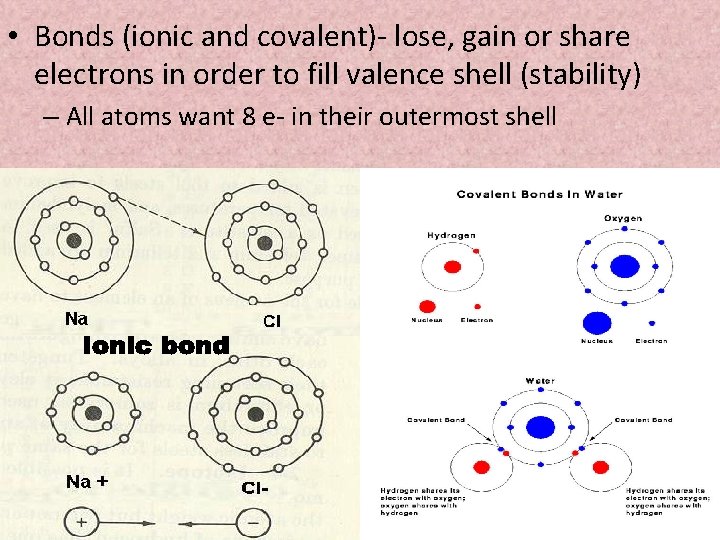  • Bonds (ionic and covalent)- lose, gain or share electrons in order to