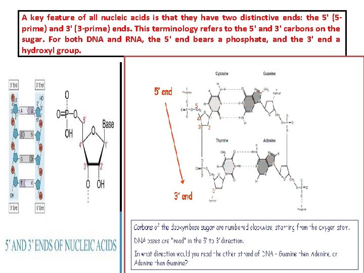 A key feature of all nucleic acids is that they have two distinctive ends:
