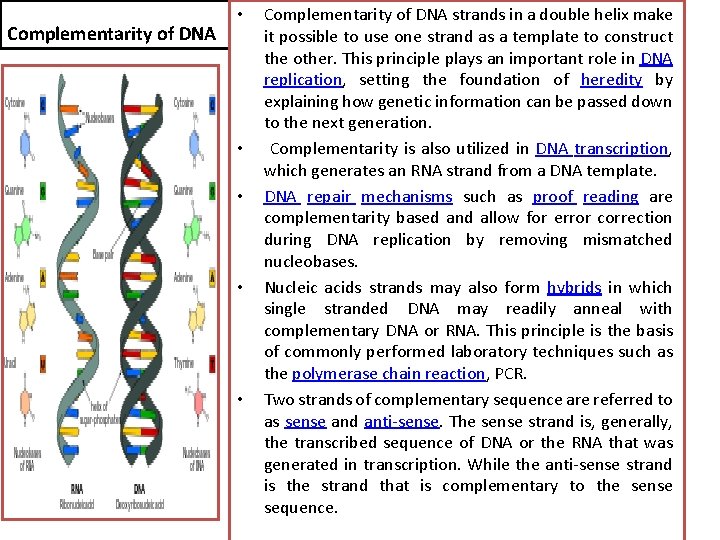 Complementarity of DNA • • • Complementarity of DNA strands in a double helix