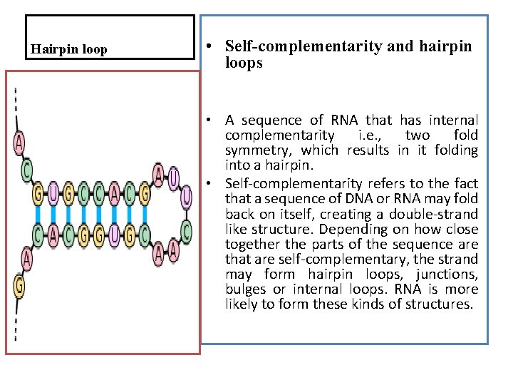 Hairpin loop • Self-complementarity and hairpin loops • A sequence of RNA that has