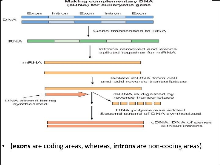  • (exons are coding areas, whereas, introns are non-coding areas) 