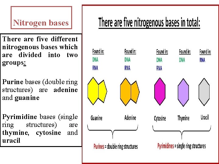 Nitrogen bases There are five different nitrogenous bases which are divided into two groups: