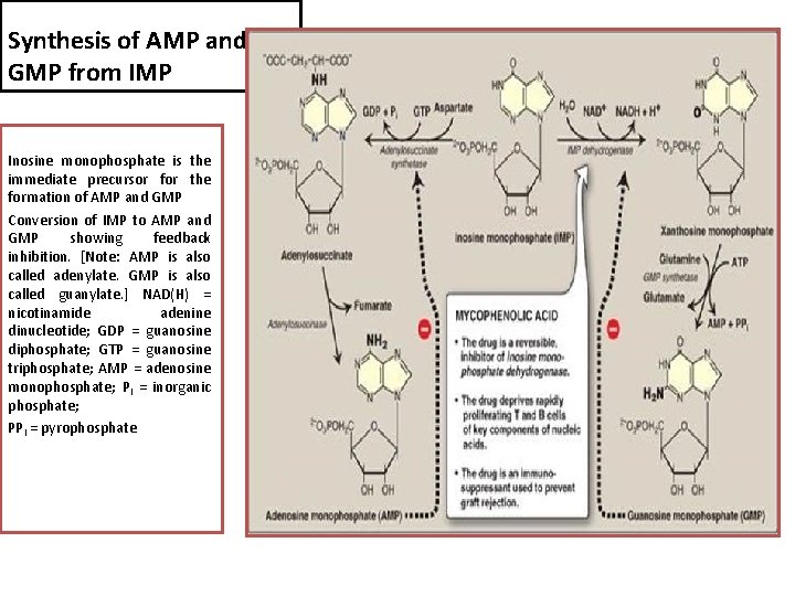 Synthesis of AMP and GMP from IMP Inosine monophosphate is the immediate precursor for